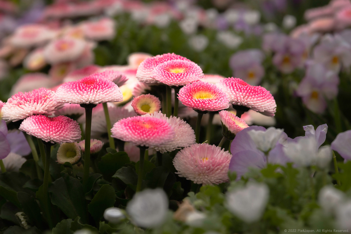 Tasso Strawberries & Cream English Daisies