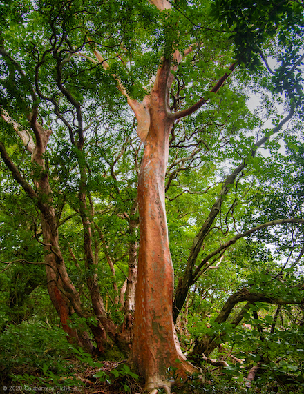 Stewartia Monadelpha