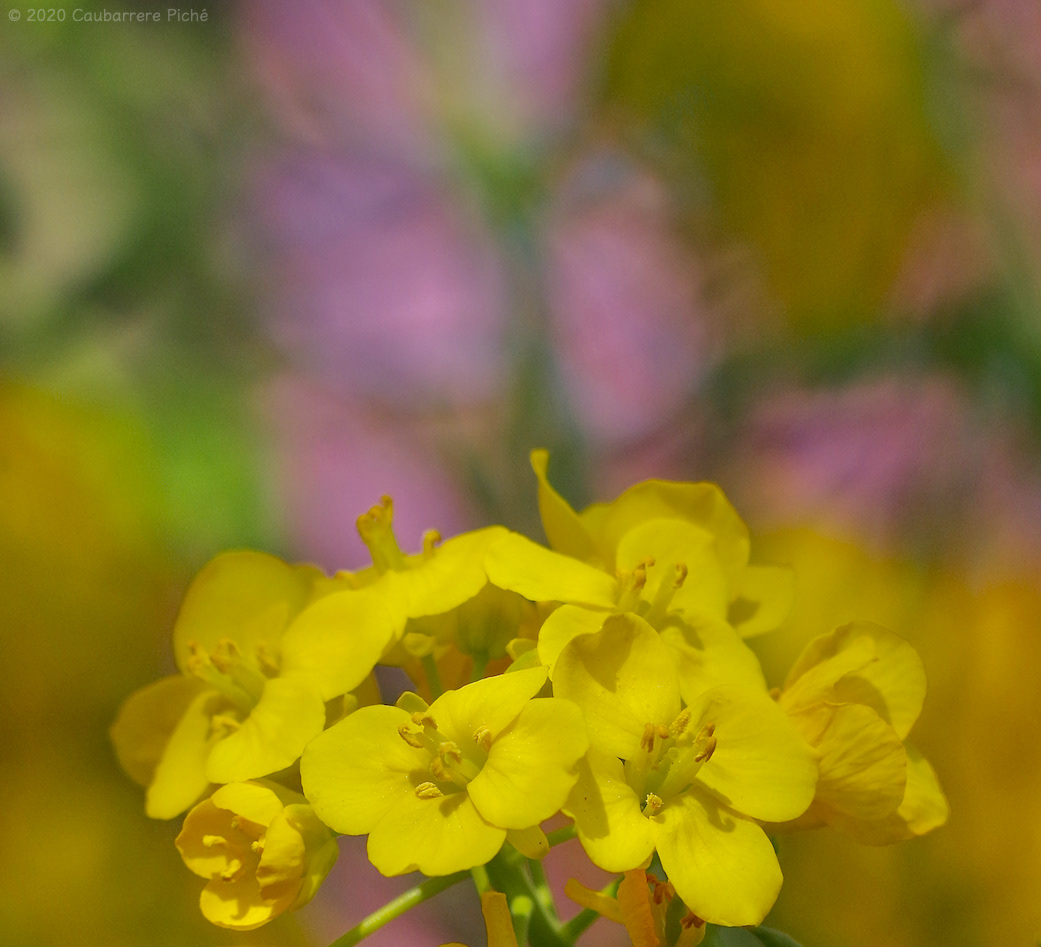 Rapeseed