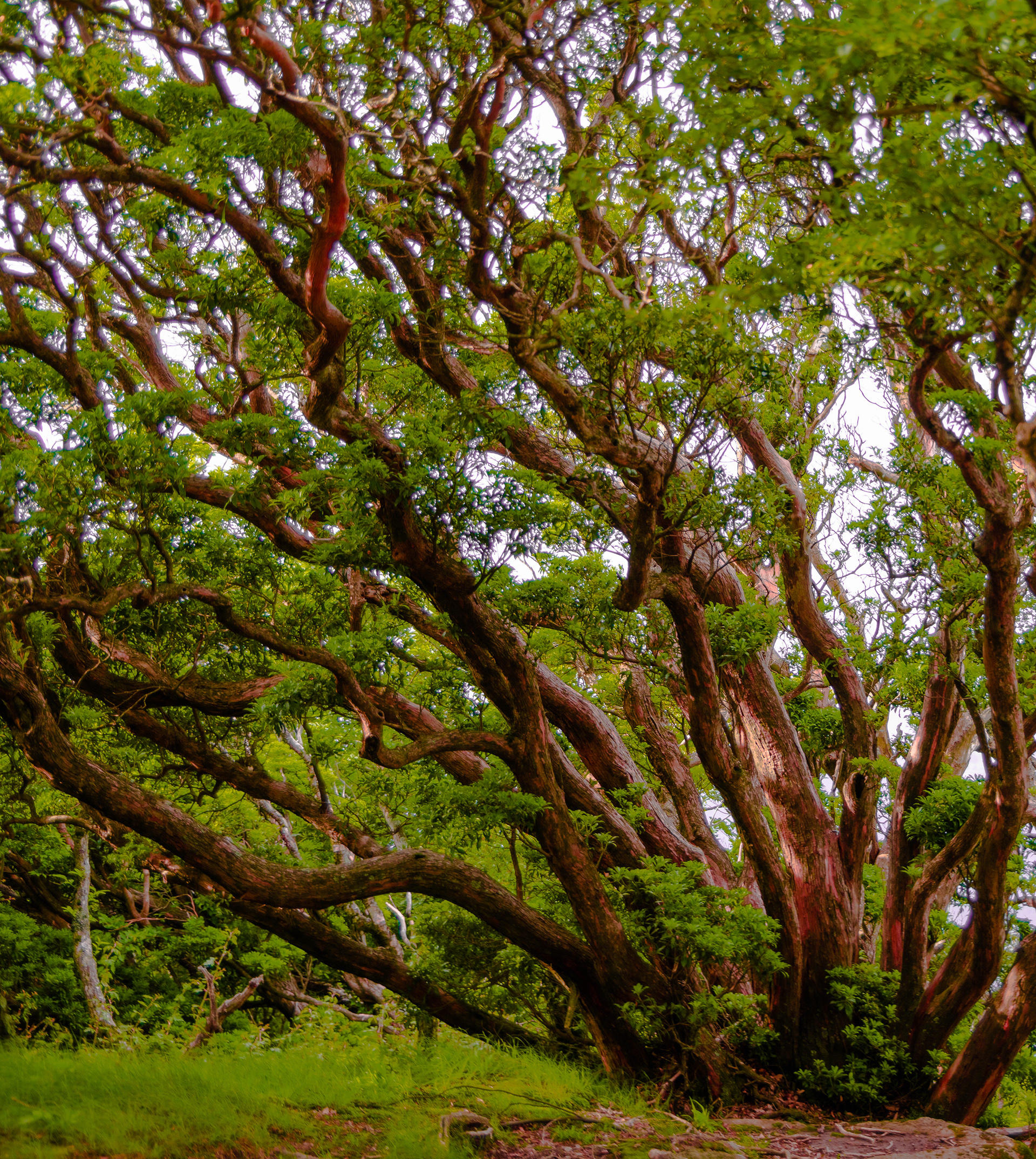 Beech Tree