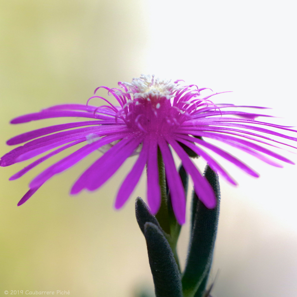 Purple Ice Plant