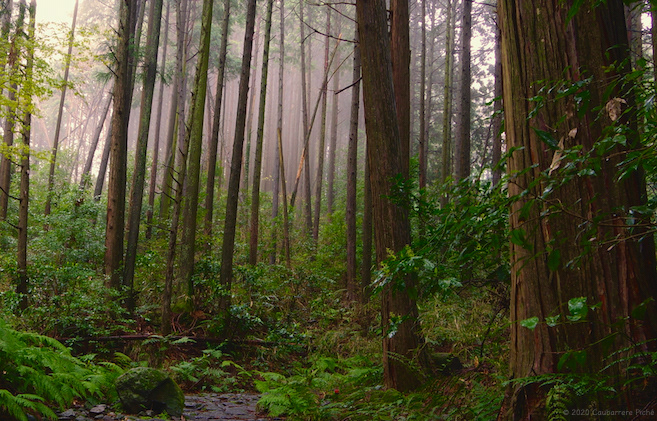 Mt. Hakone