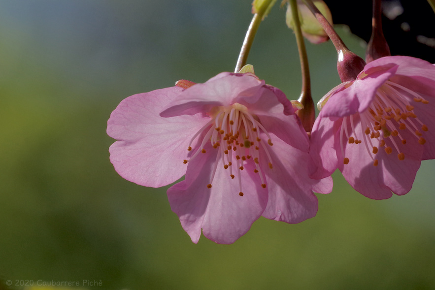 Miura-Kaigan Sakura Festival