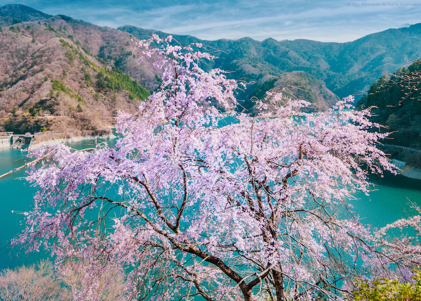 Early Spring