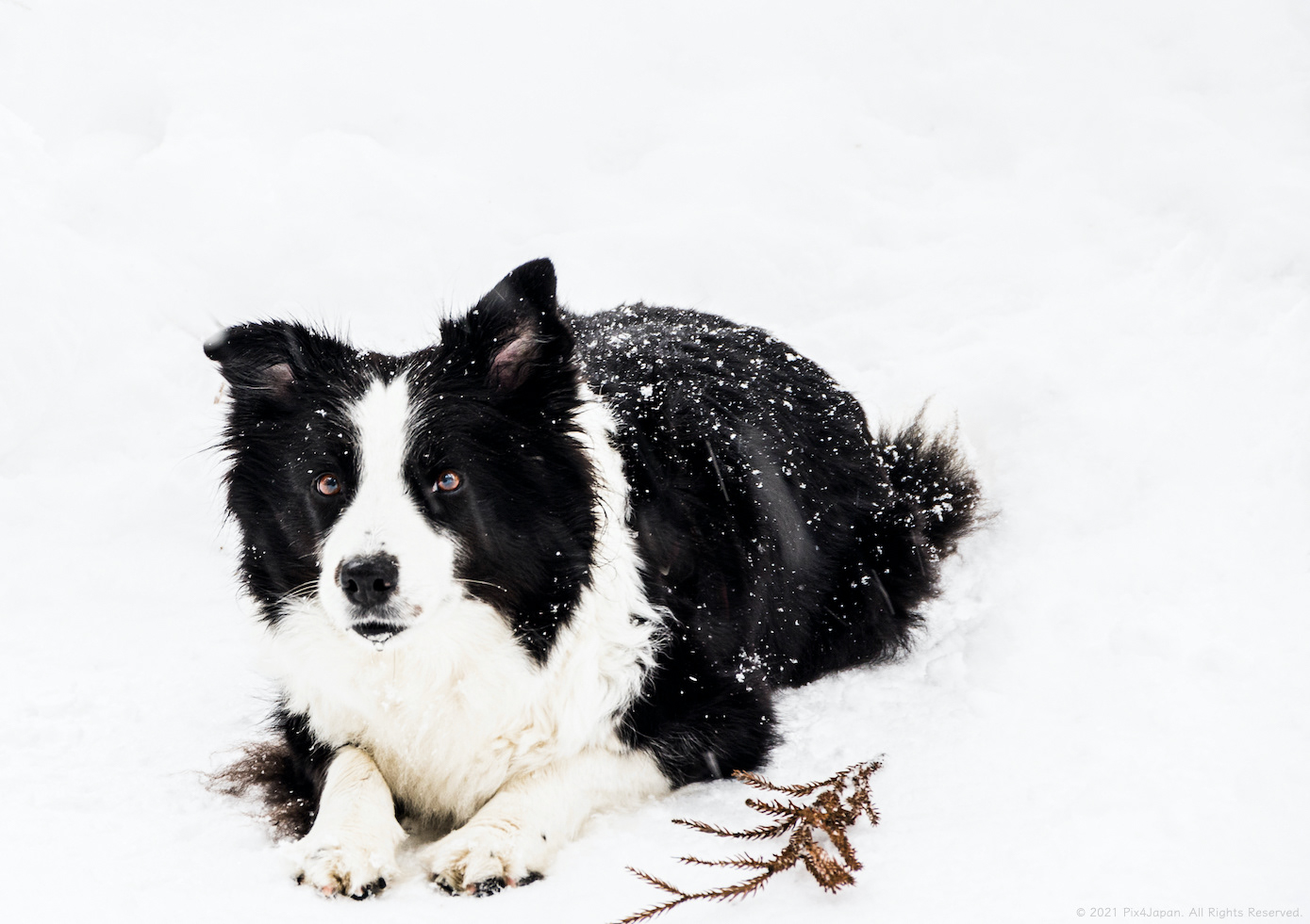 Border Collie in Snow