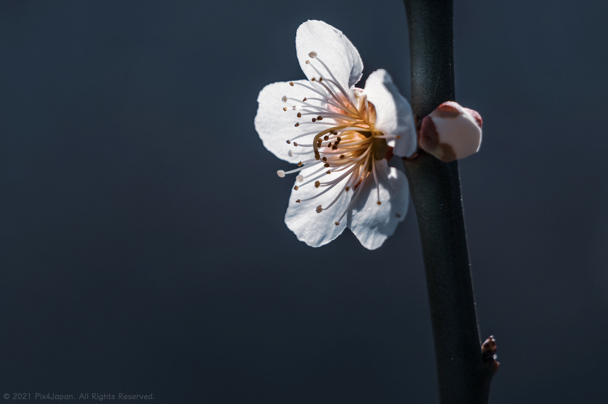 Lone Cherry Blossom