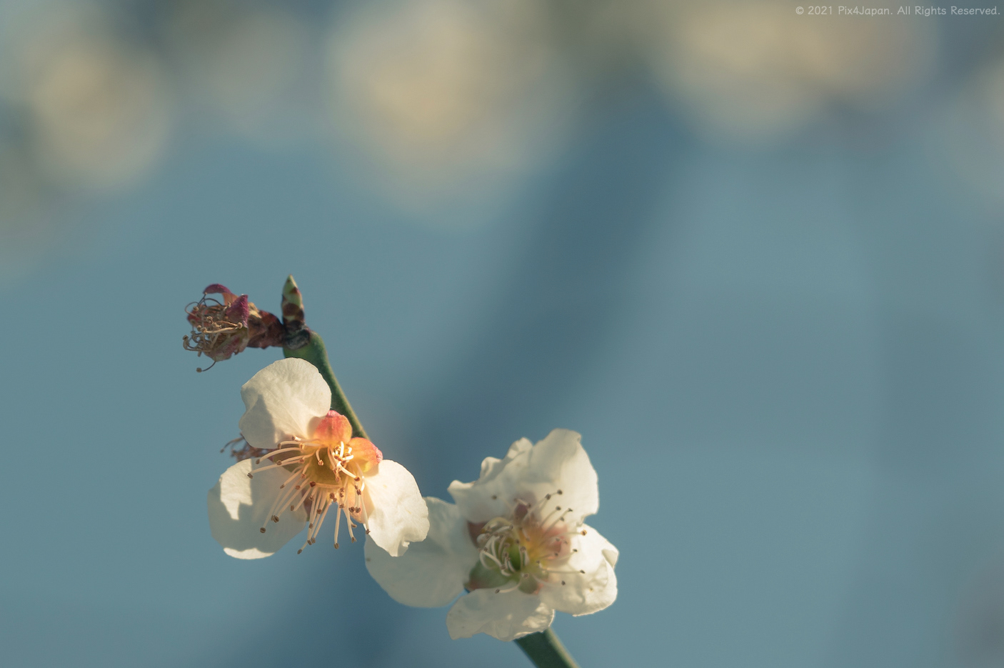 Pale Pink Cherry Blossoms