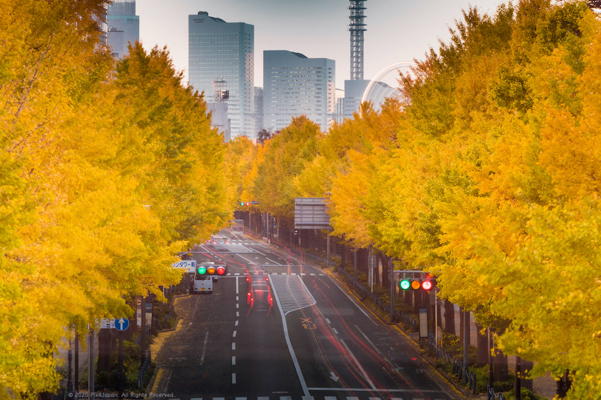 Urban Gingko Trees