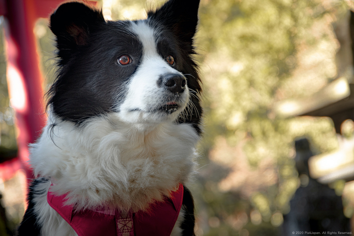 Border Collie at Shrine