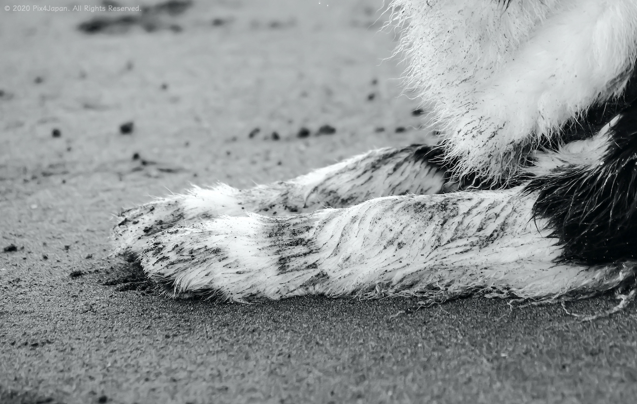 Border Collie and Black Sand