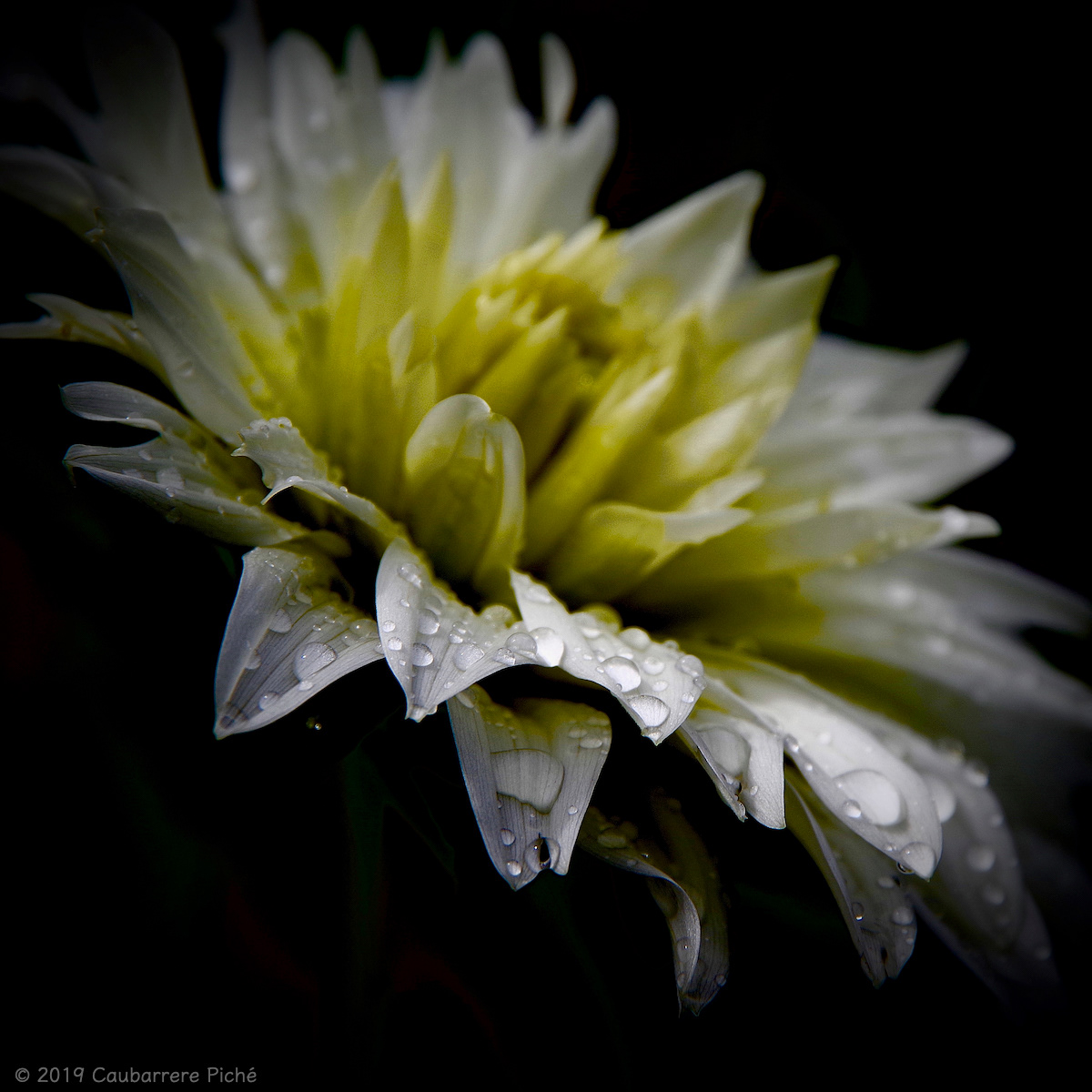 Rain Drops