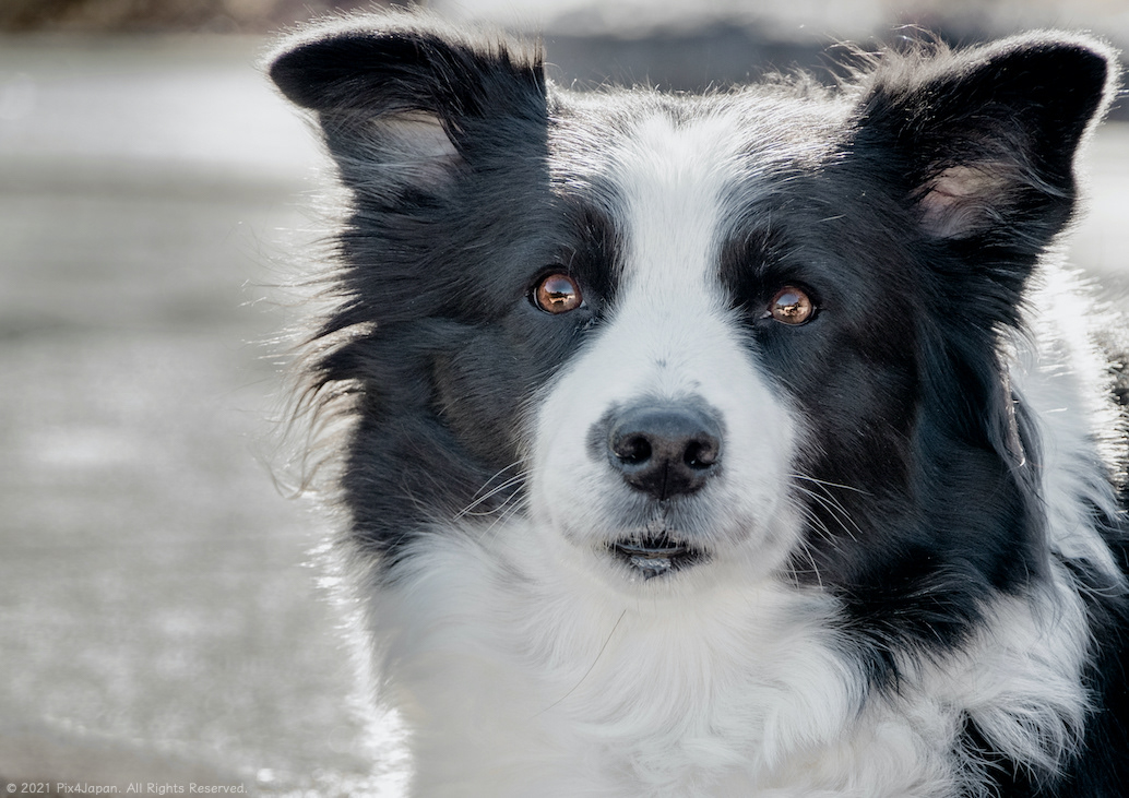 Border Collie at Rest Stop