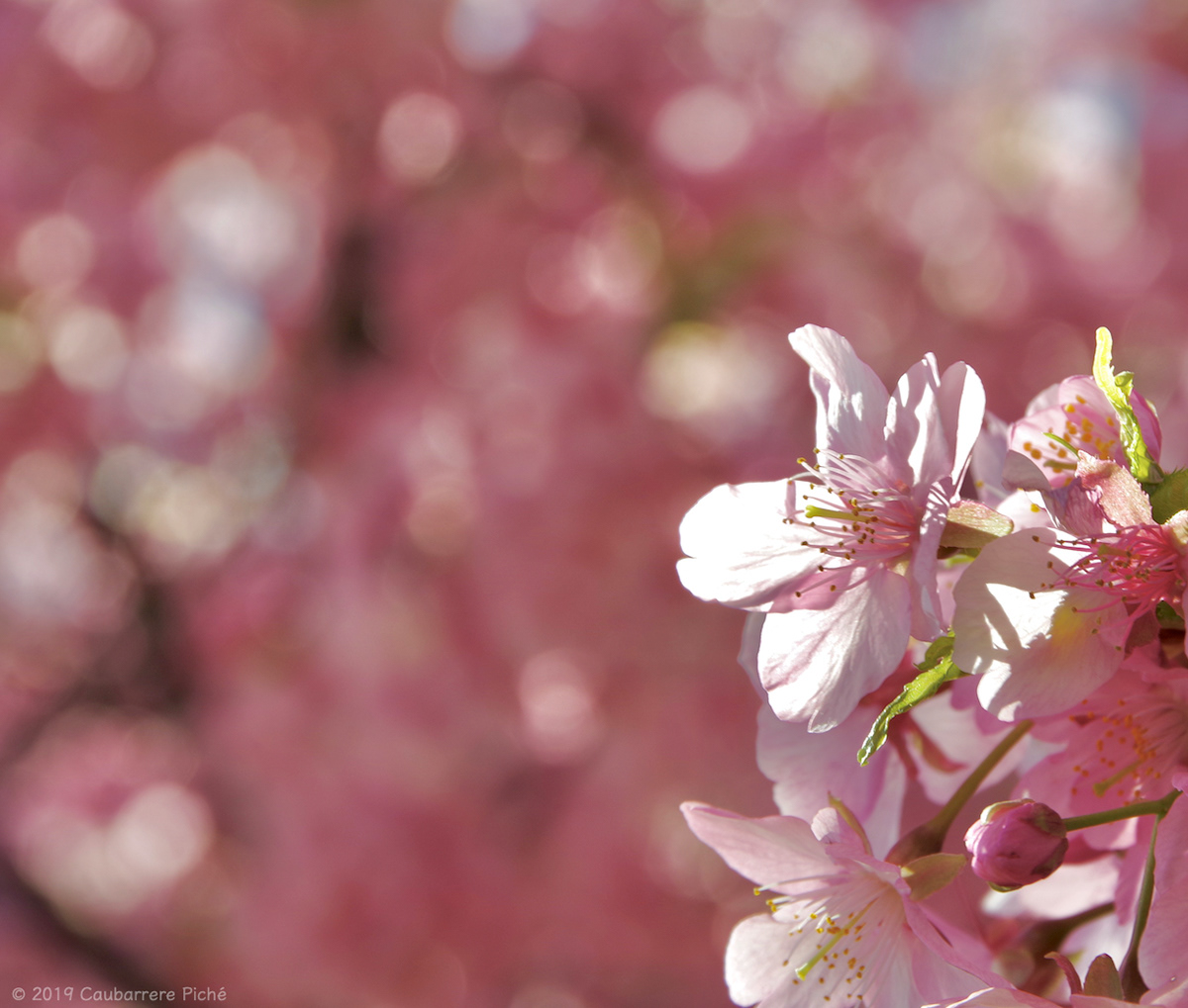 Miura-Kaigan Sakura Festival