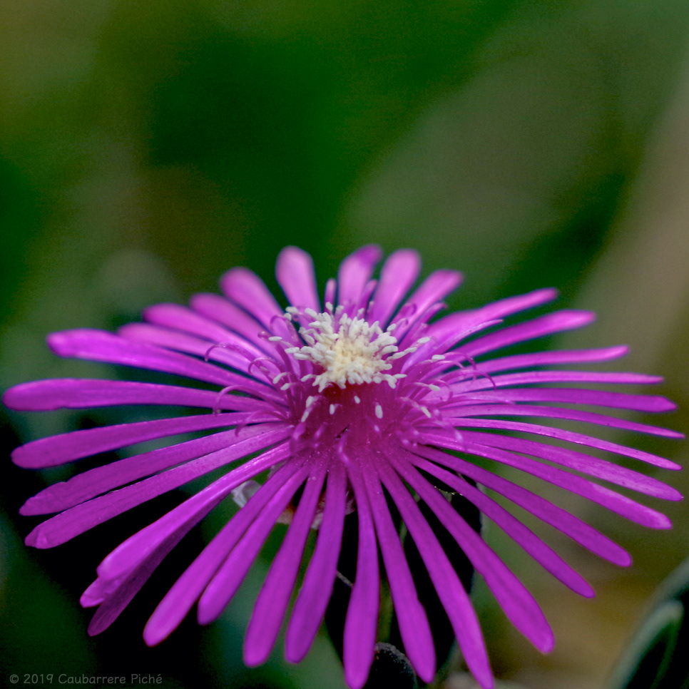 Purple Ice Plant
