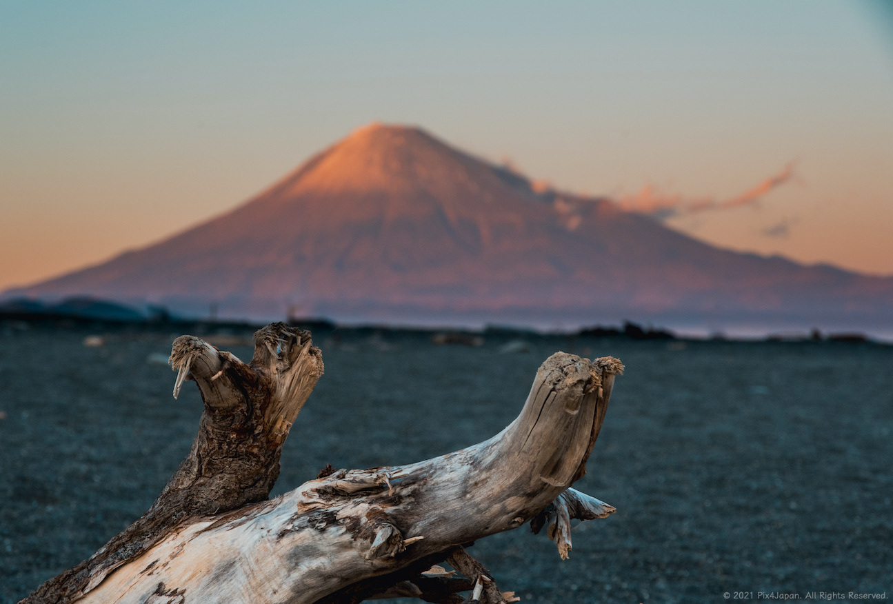 Driftwood on Beach