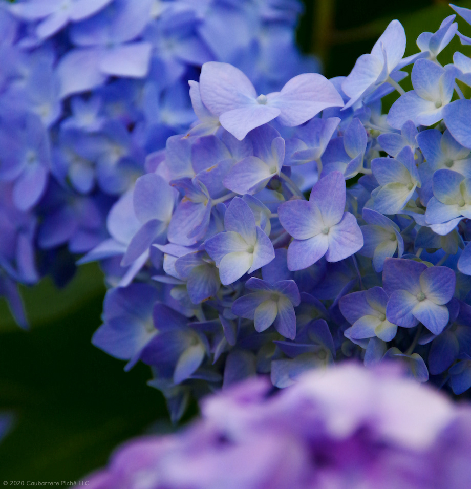 Hydrangea