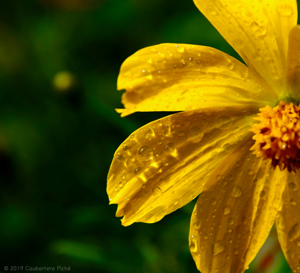 Sulfur Cosmos