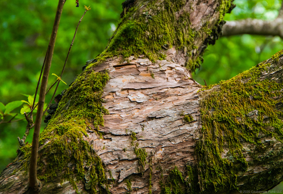 Moss