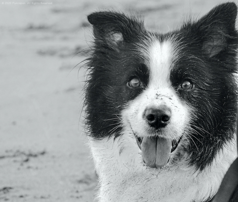Border Collie and Black Sand