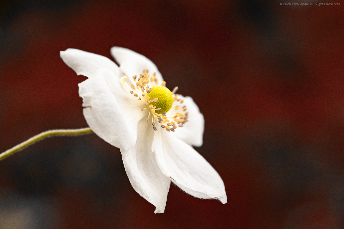 Anemone Flower