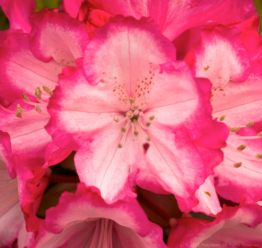 Rhododendrons
