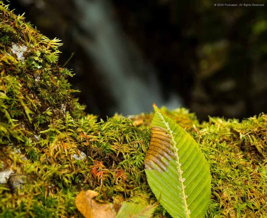 Moss and Fallen Leaf