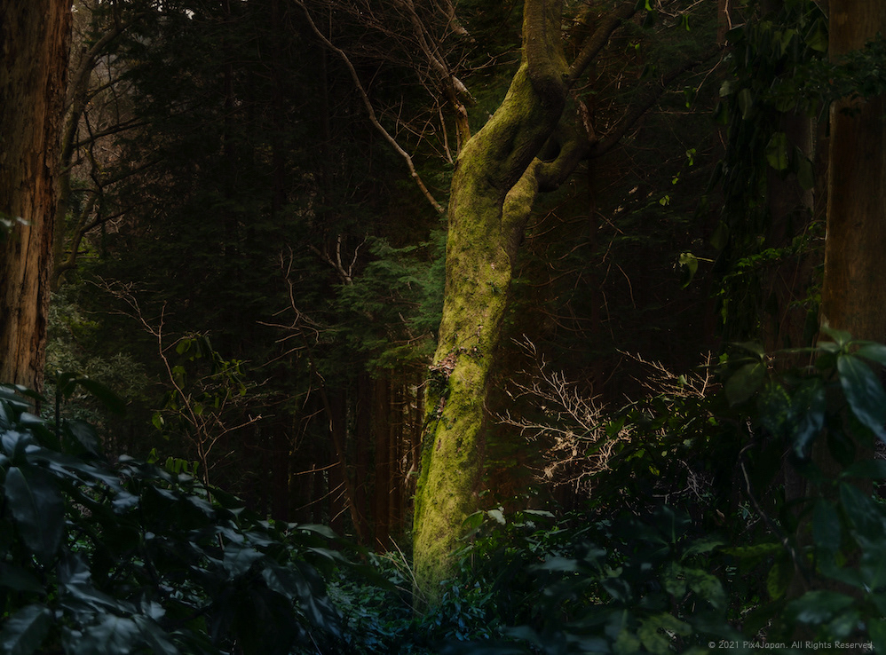 Lone Tree