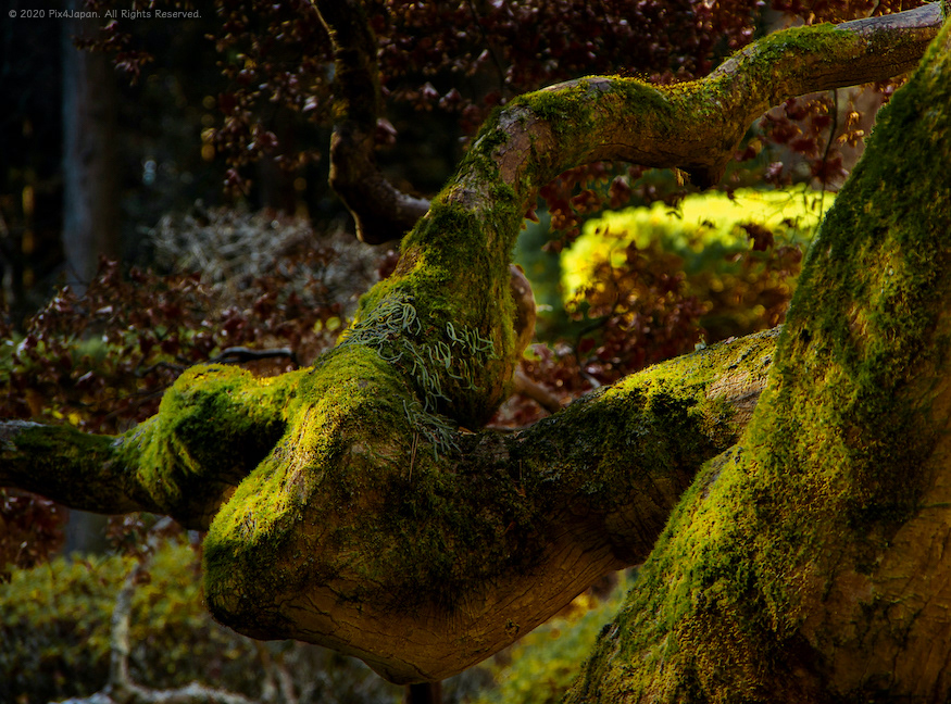 Moss-Covered Tree
