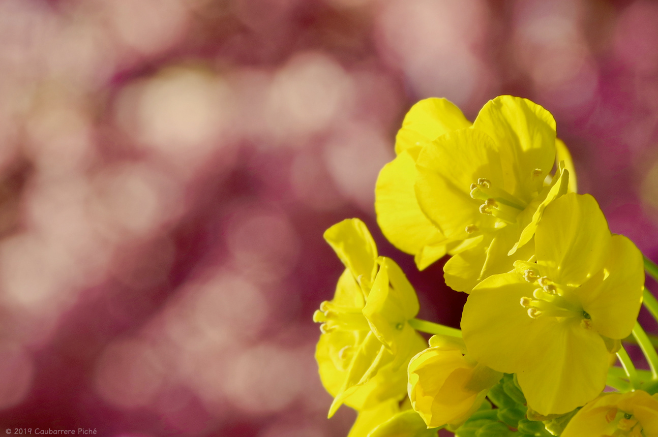 Rapeseed