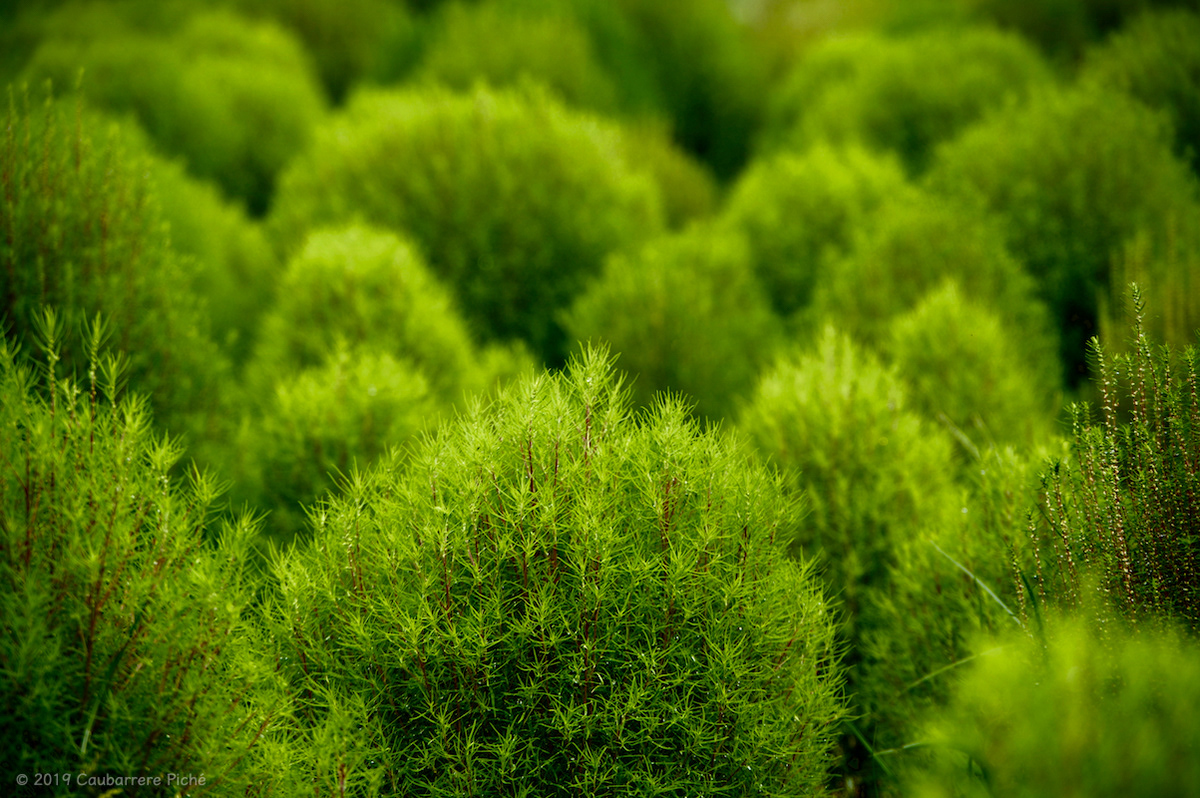Summer Cypress