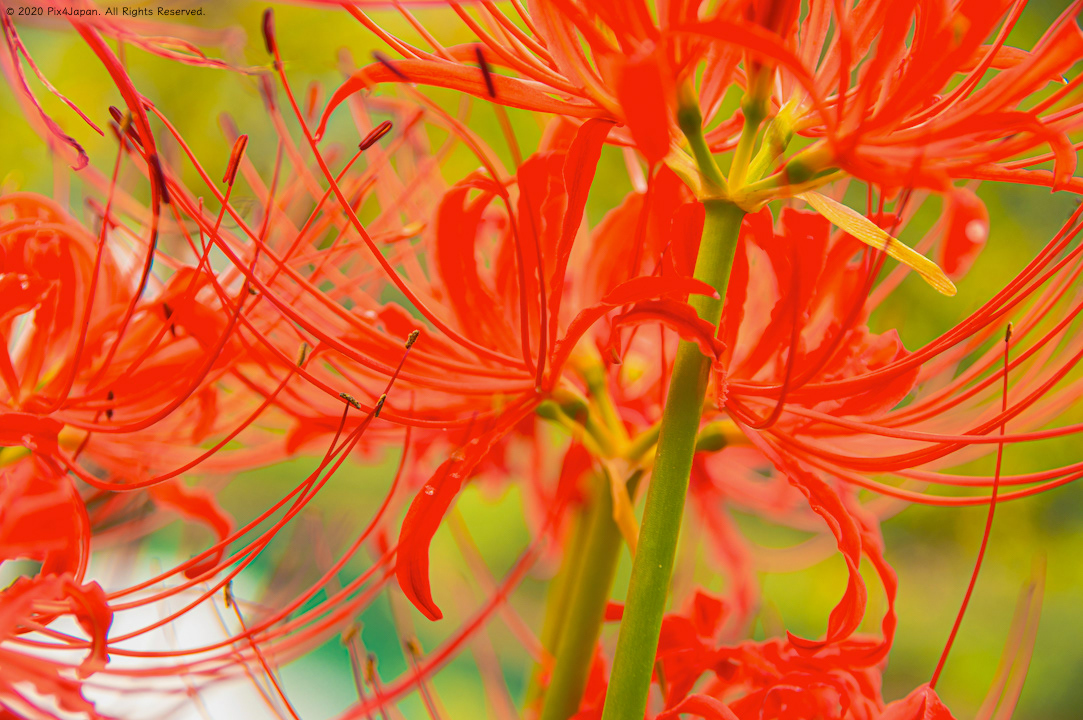 Red Spider Lily