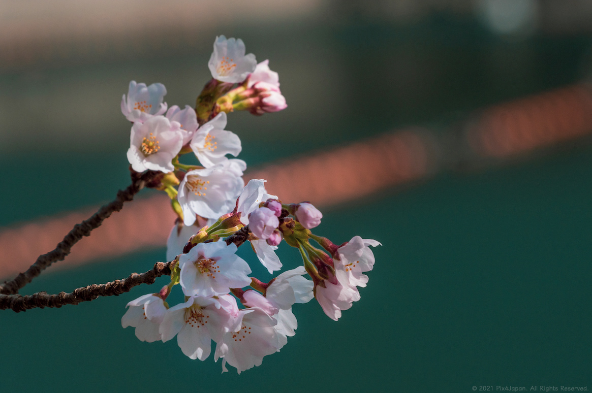 Blossoms and Buoy Rope