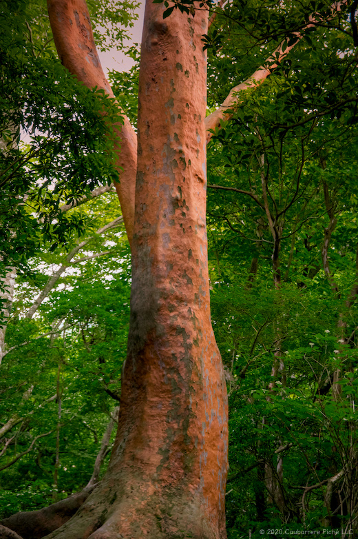 Stewartia Monadelpha