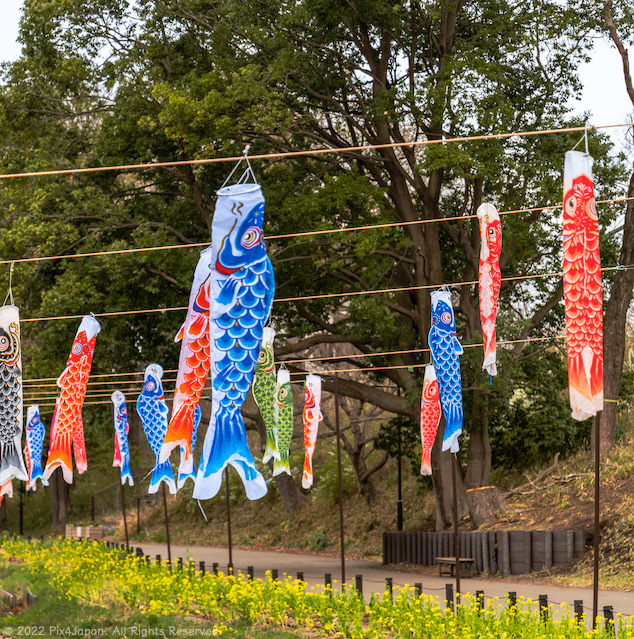 Japanese Carp Kites
