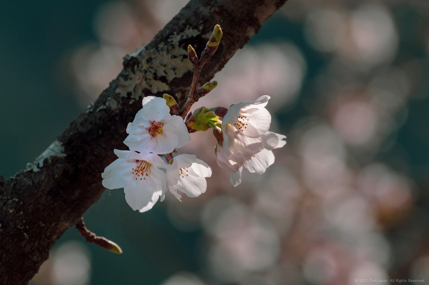 Branch and Bokeh