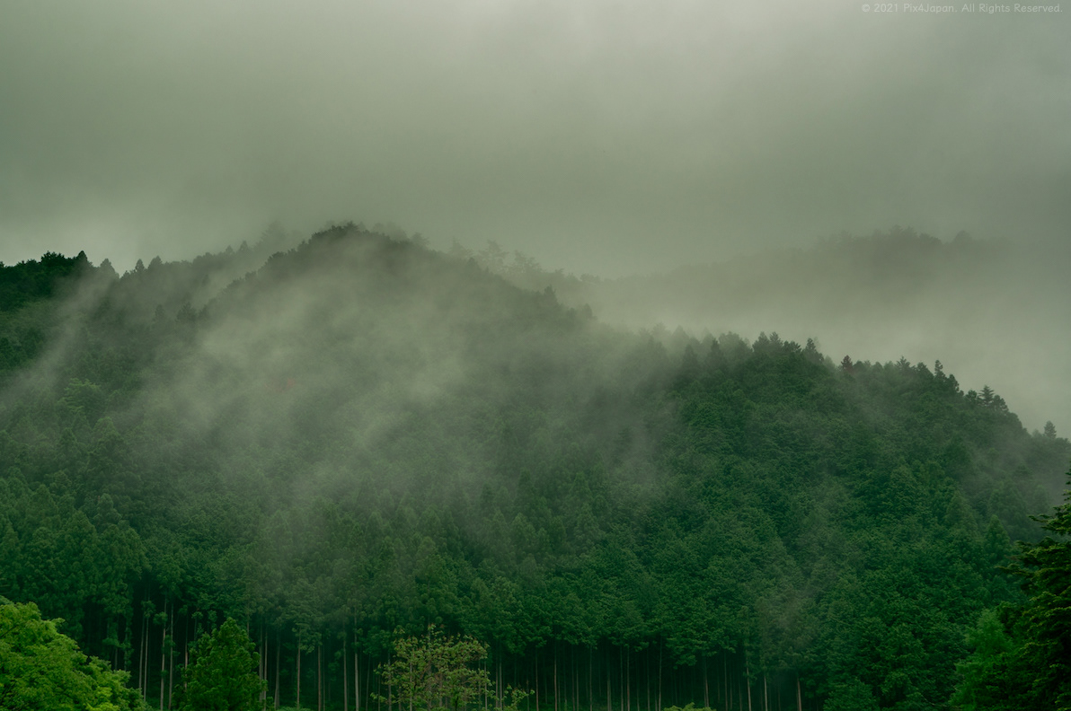 Mist over Cedar Plantation