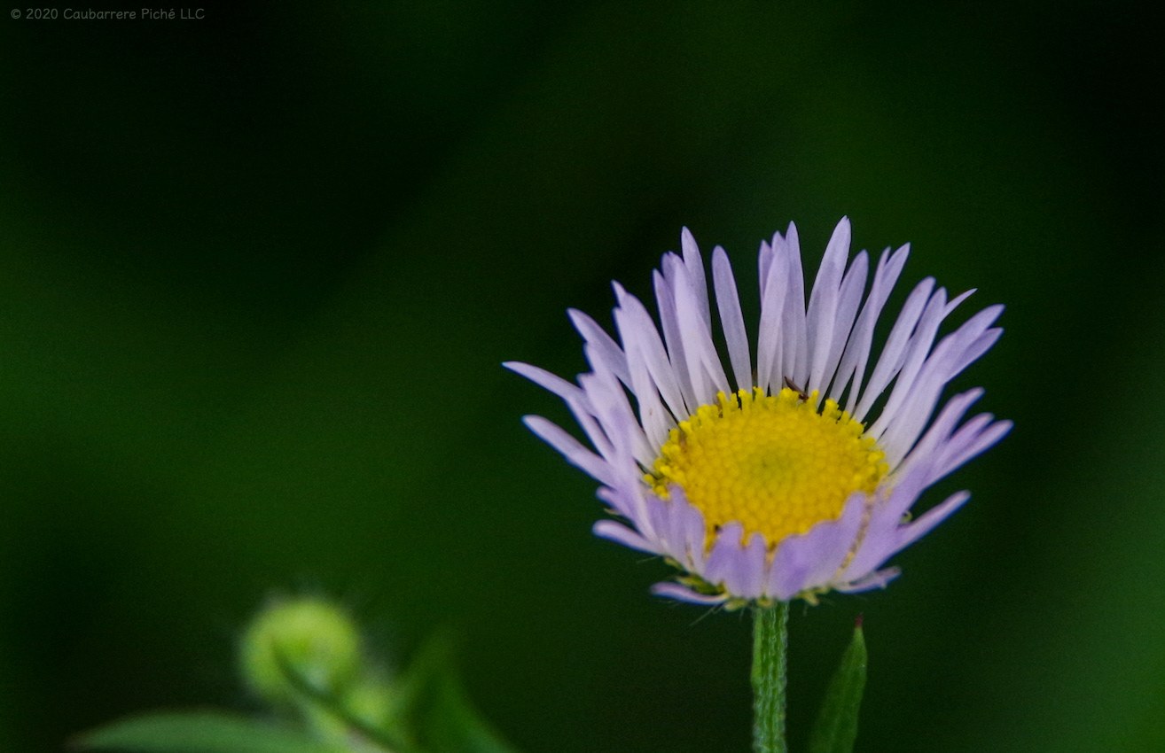 Eastern Daisy Fleabane (Erigeron annuus)