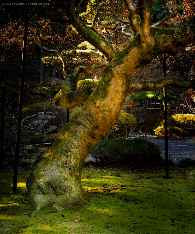 Seven-Colored Maple