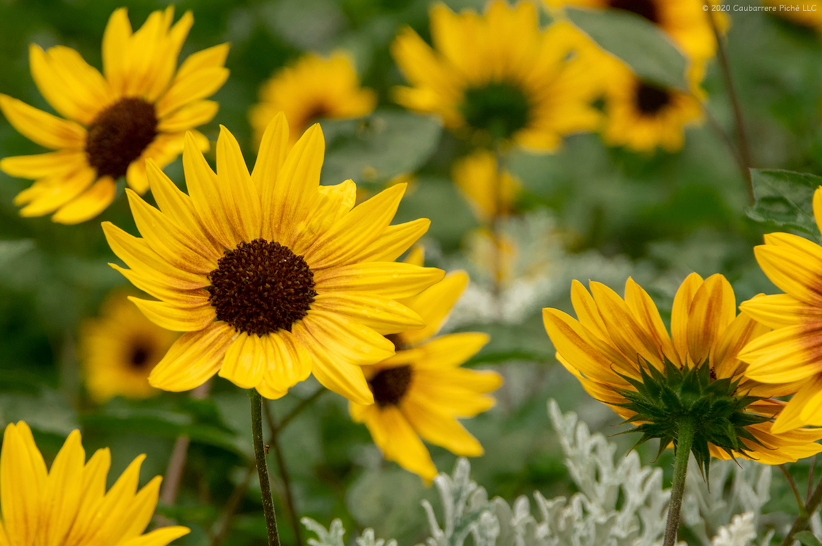 Suntastic Yellow