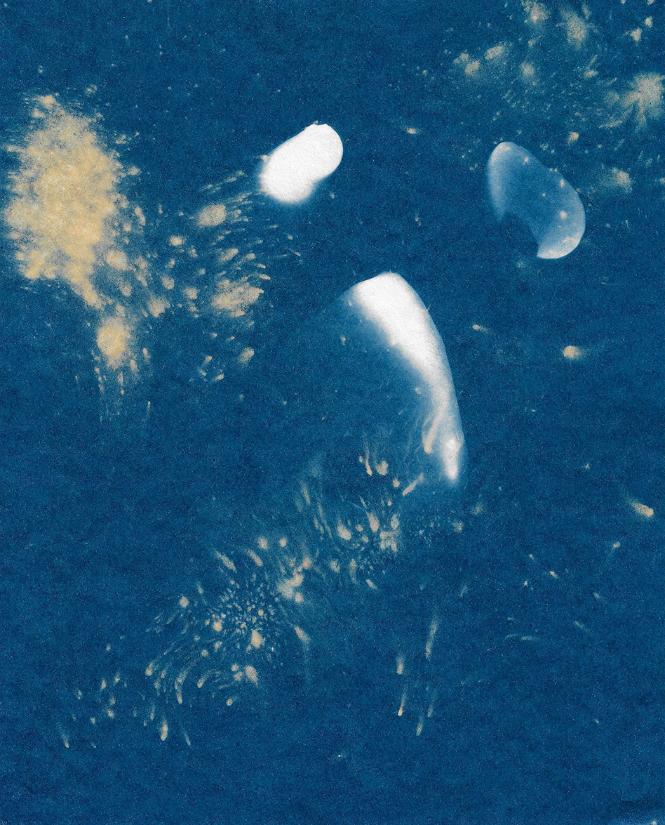 brisa a mar y caracola