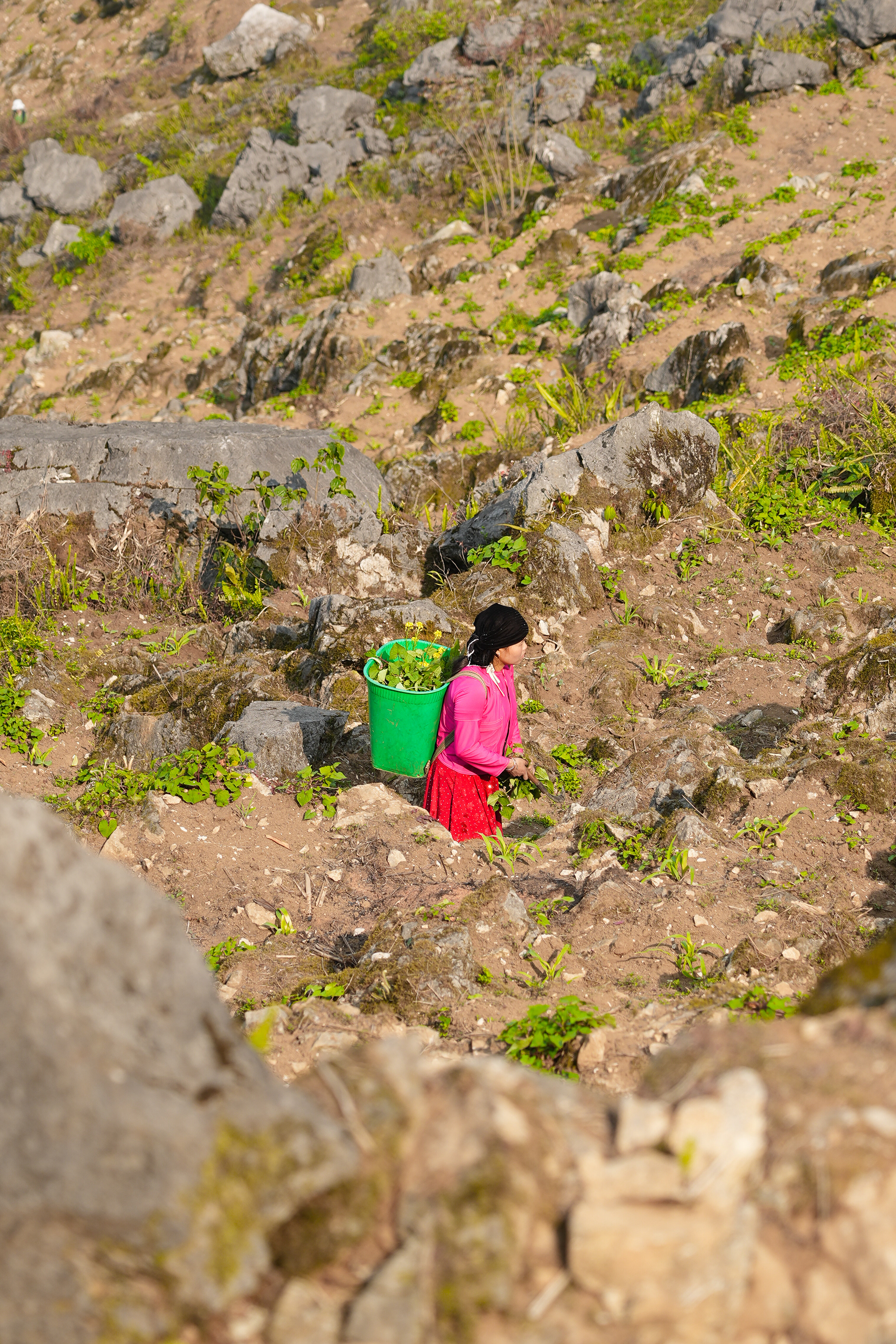 A working woman tends her crops in Ha Giang province. As tourists pass by, she continues her daily work, cultivating the land. What grows here? Will it feed her family, or provide a living through sale? Does she have children waiting at home? How many, and how old are they? And she herself, how old is she, and what is her name?