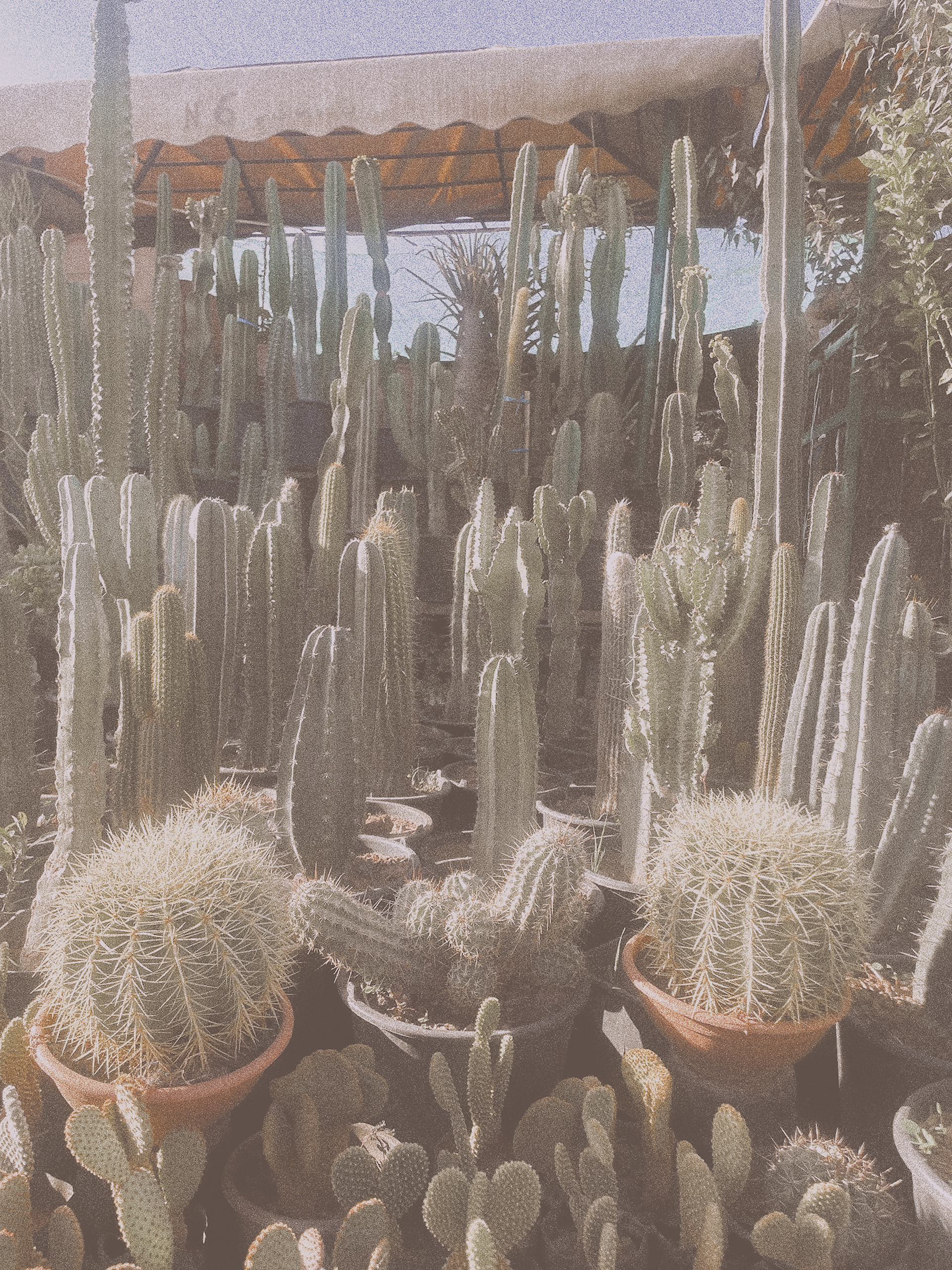 Assembly of different cactus