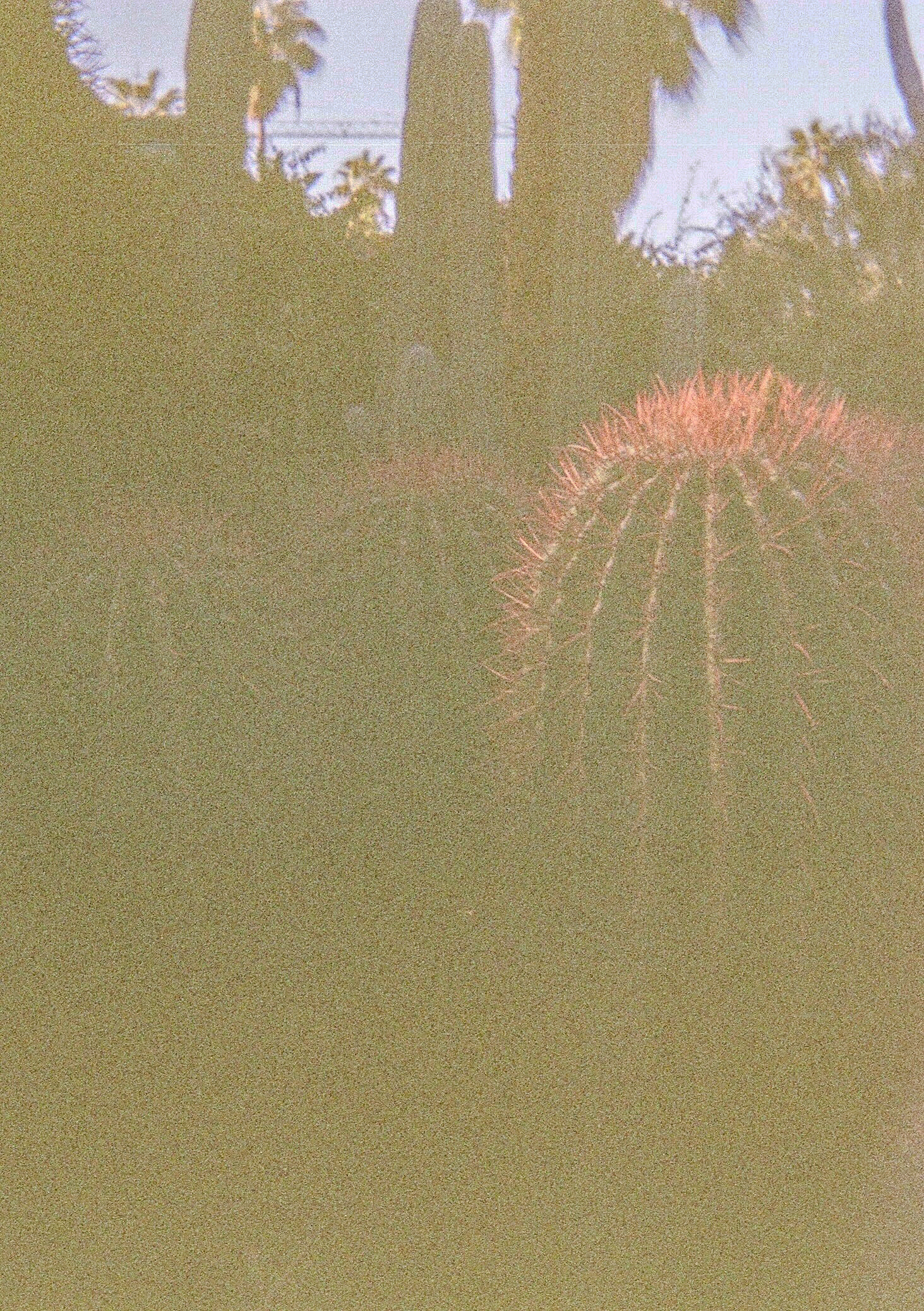Cactus
