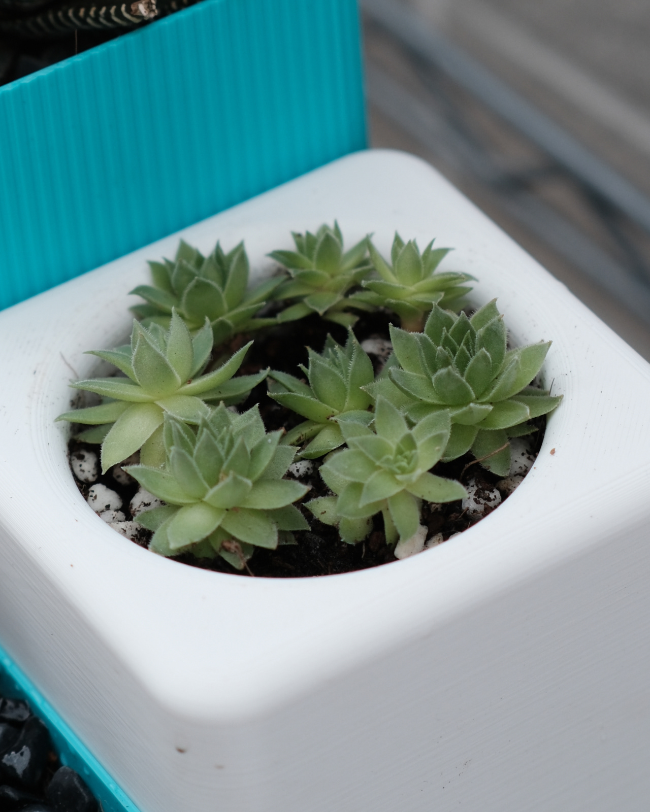 03 terraflora_modular_tiered_planter_system_with_excess_water_tray