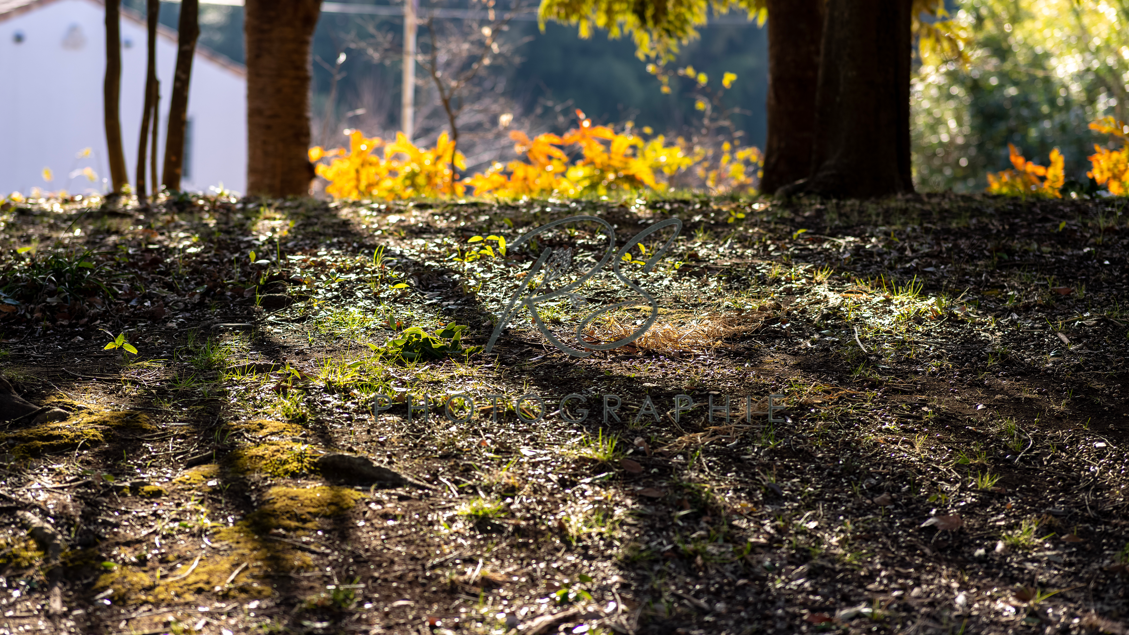 茅ヶ崎里山公園