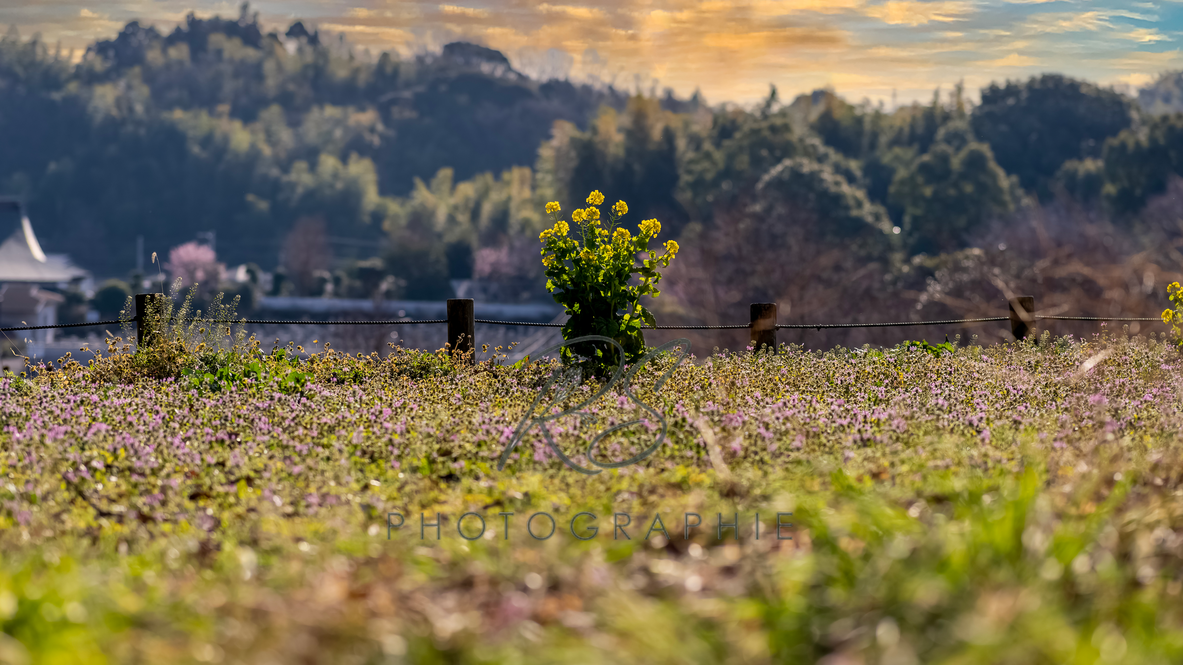 茅ヶ崎里山公園