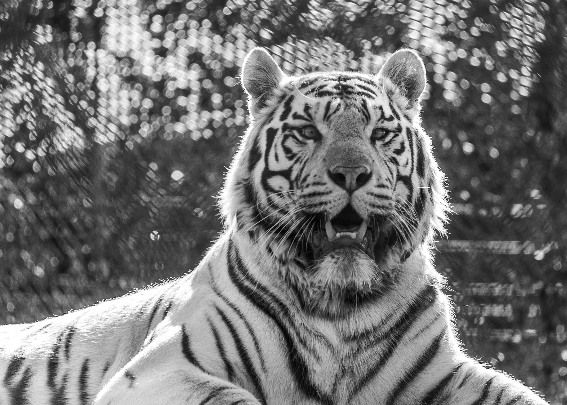 West Midlands Safari Park, UK