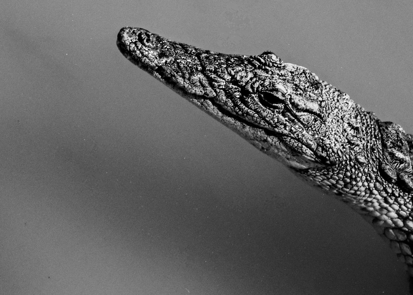 West Midlands Safari Park, UK