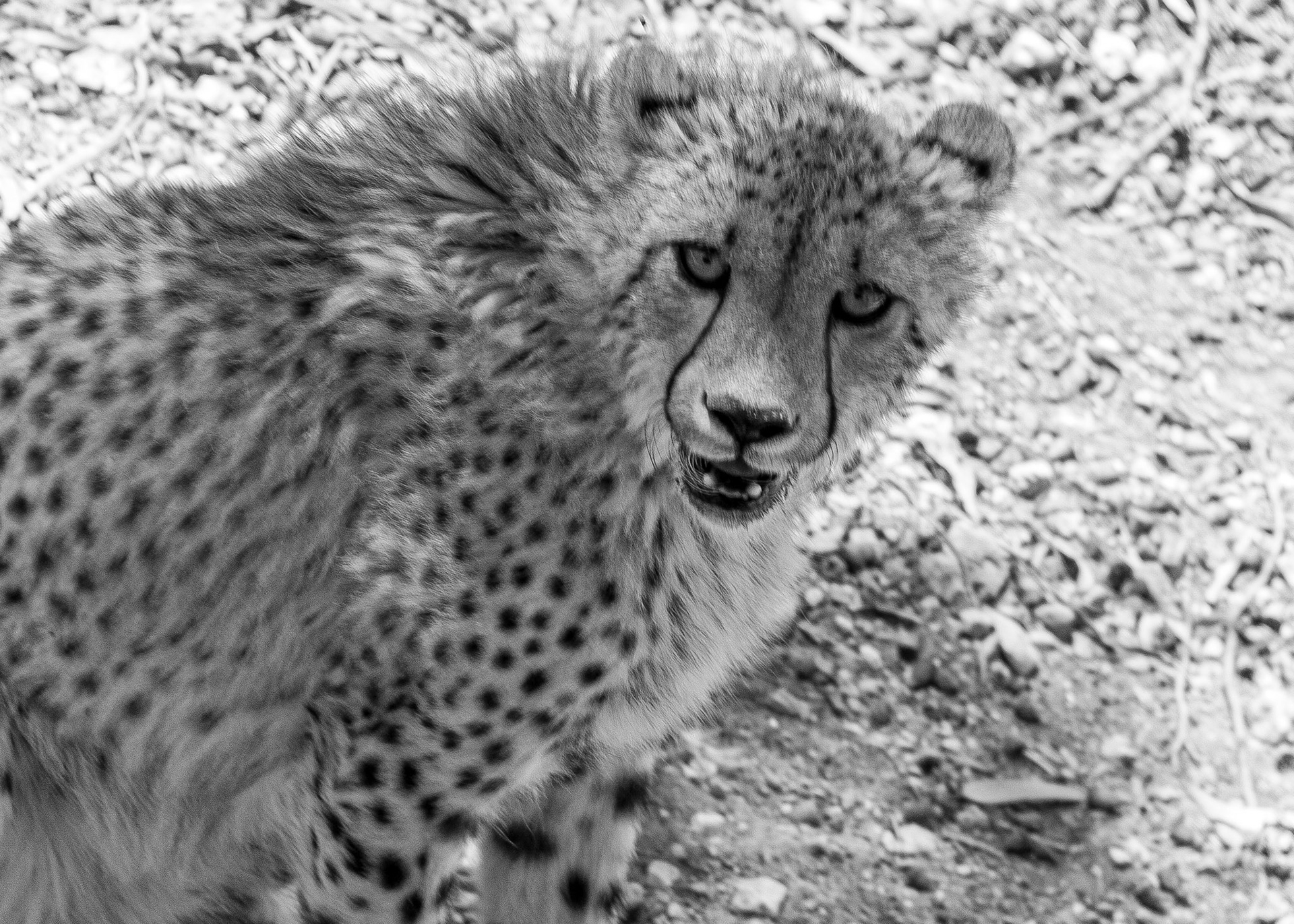 West Midlands Safari Park, UK