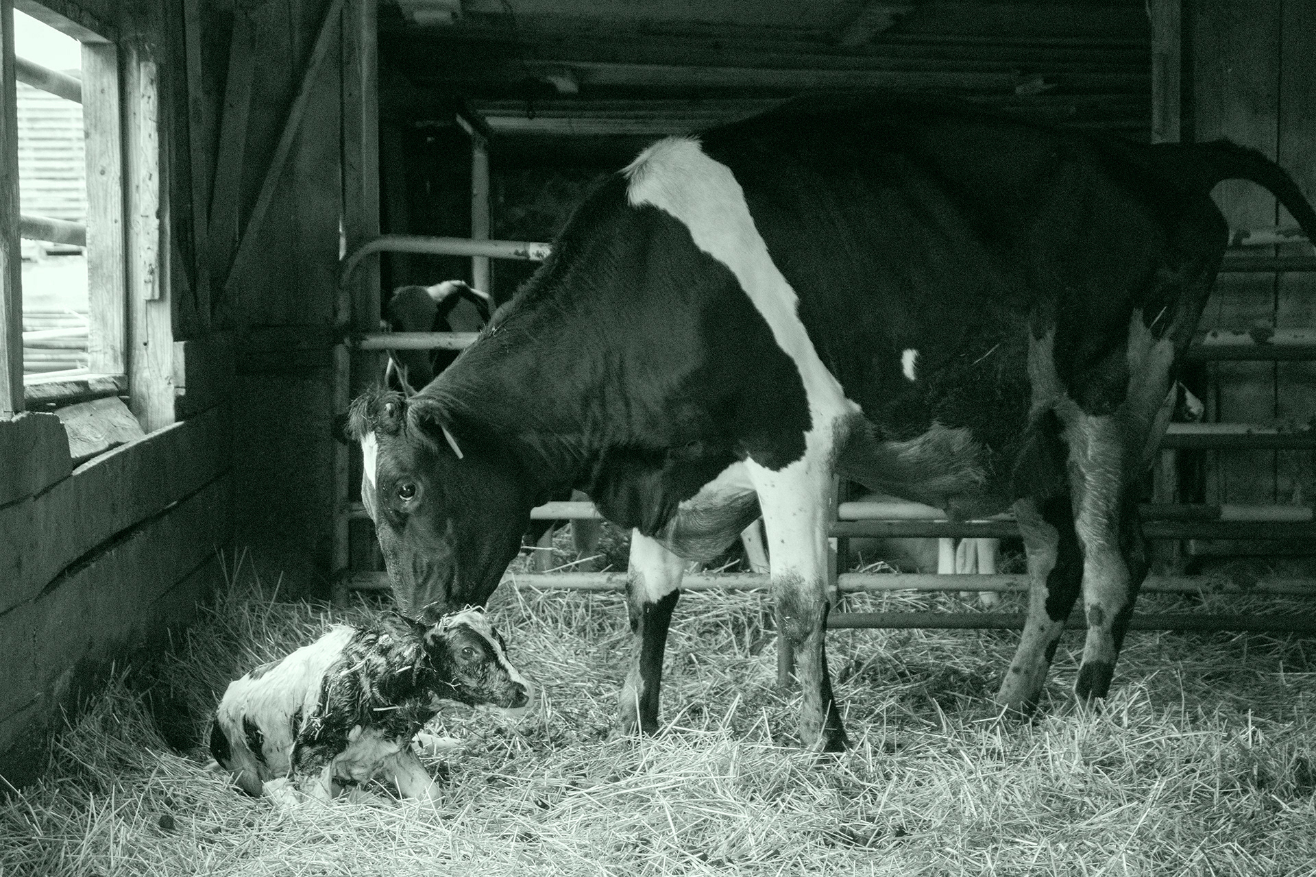 It's in Their Blood Photo story